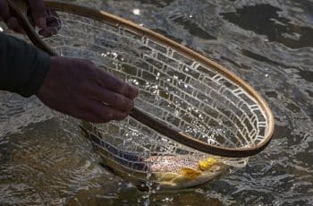 Fly Fishing Net: Choosing the Perfect One For You